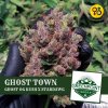 ghost-og-kush-stardawg-strain-greenpoint-seeds (1).jpg