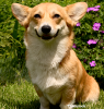 the-cardigan-welsh-corgi100642967.png