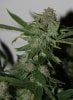 BluePyramid-P1-Day49-Harvest-2.JPG