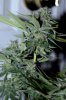 BRxBP-F1-P4-Harvest-Day49-2.JPG