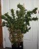 DR-BX1-P2-Day56-Harvest-1.JPG