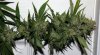 DR-BX1-P2-Day56-Harvest-2.JPG