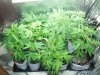 april12berryclones 002.jpg