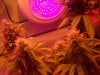 250w hps  300w led 52w uvb 48w t-5 day 32 flowering 004.jpg