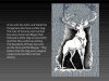 meaning-of-white-animals-in-mythology-4-728.jpg