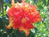 variegated-hibiscus-kimberly-lenz.jpg