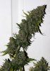 DR-BX1-P8-Day63-Harvest-2.JPG