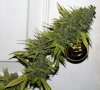 DR-BX1-P6-Day63-Harvest-2.JPG