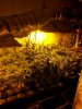 grow room riu pic.jpg