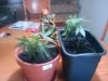 LITTLE BUD SATIVA AND MYSTIC GREEN BUD.jpg