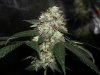 pioneerkush - Copy (2) - Copy.jpg