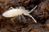 springtail-folsomia-candida-2-600x400.jpg