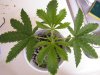 Day 10 Plant G.JPG