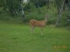 DeerInTheYard010.jpg