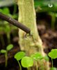 Blumats + living soil + girth (1 of 1).jpg