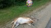 Deer-get-well-soon-630x354.jpg