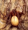 brown-recluse.jpg