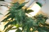 Day 80 - Day 38 of Flowering 1.jpg