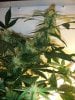 Day 80 - Day 38 of Flowering 2.jpg