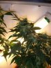 Day 80 - Day 38 of Flowering 3.jpg