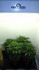 Day 38 Super Skunk under MH.jpg