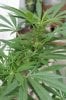 Blue Dream Flowering 1.jpg