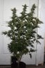 ColumbianRipper-F1-P6-Day56-Harvest-1.JPG