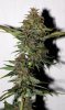 ColumbianRipper-F1-P6-Day56-Harvest-2.JPG