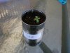 2 Seedlings (8).jpg