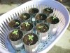 2 Seedlings (11).jpg