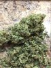 t h mex braid pheno1.jpg