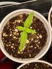 Seedling-C.jpg