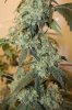 ssdd flowering 44f lowers.jpg