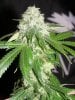 dominion skunk flower (2).JPG