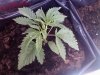 white skunk day 24.jpg