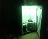 5 gallon grow 3.jpg