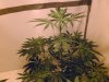 Grow pics 005.jpg