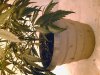 Grow pics 015.jpg