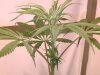 Grow pics 004.jpg