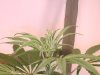 Grow pics 014.jpg