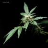 Dinafem- Gorilla - Bud.jpg