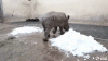 baby-rhino-snow.gif