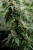 sog-lower-buds_DSC0407.jpg