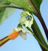 pollination-of-carolina-reaper-chilli-cordelia-molloy.jpg