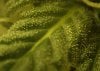 trichs.jpg