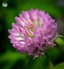 pink clover flower (2 of 2).jpg