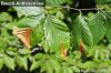 Beech Anthracnose.jpg