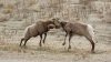 bighorn-rams-fighting.jpg.653x0_q80_crop-smart.jpg