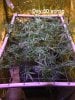 D50 scrog.JPG