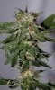 BlueHarley-BX1-P2-Day54-Harvest-2.JPG